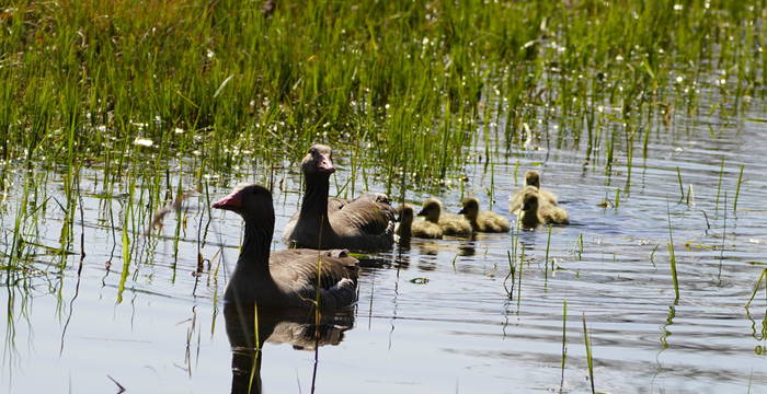 Gräugänse mit Nachwuchs