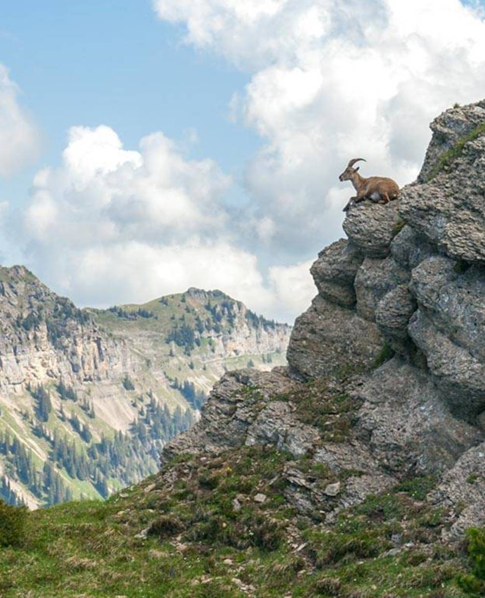 Steinbock