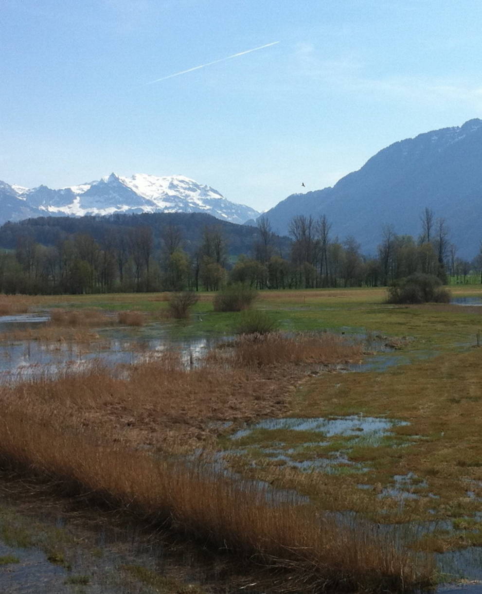 Kaltbrunner Riet im Frühling (Foto: Antonia Zurbuchen).