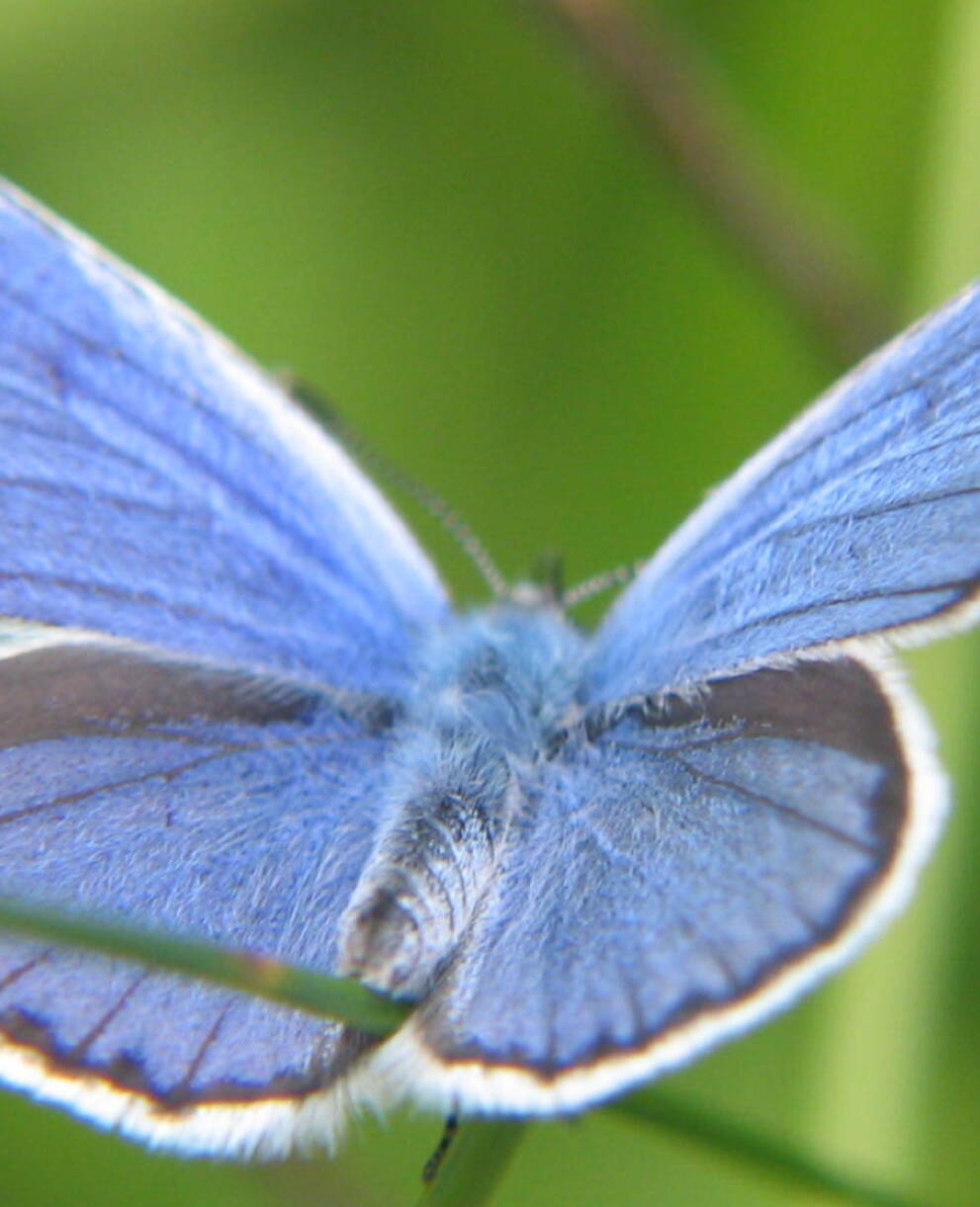 Kleiner Moorbläuling