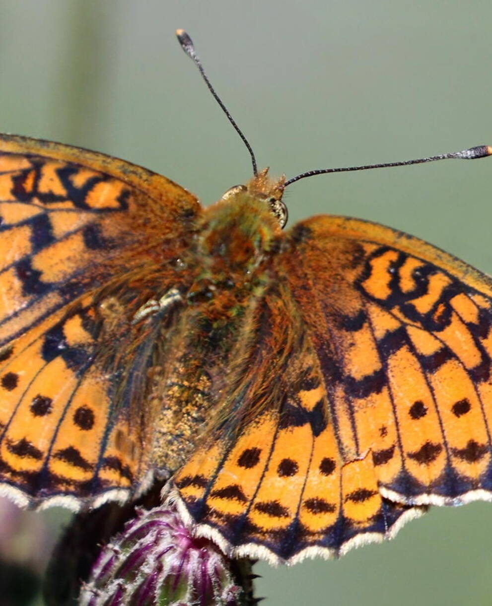 Violetter Silberfalter © Wikimedia Commons, Sharp Photography