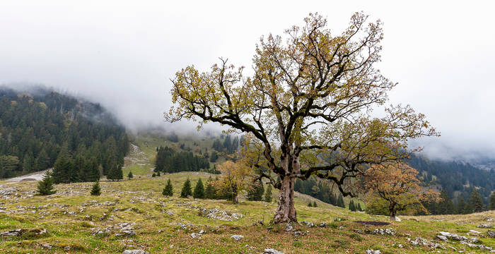 Bergahorn © Matthias Sorg