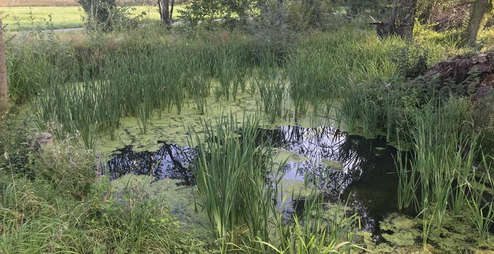 Neuer Weiher auf Parzelle Nr. 2366, Thal © Pro Natura St. Gallen-Appenzell