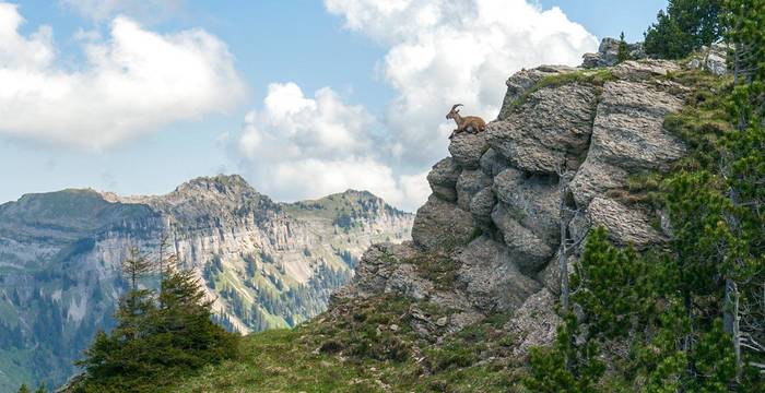 Steinbock