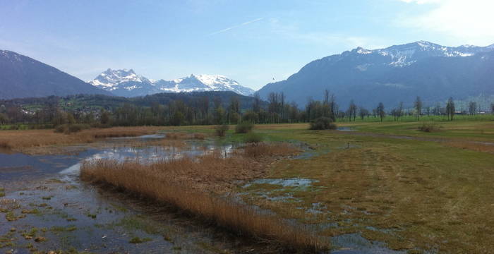 Kaltbrunner Riet im Frühling (Foto: Antonia Zurbuchen).