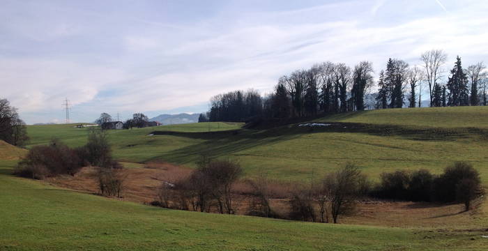 Burgweiher Riet