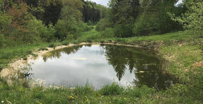 Weiher Ischnitt