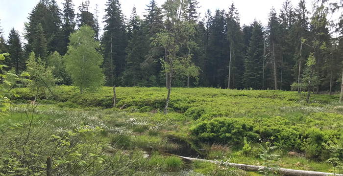 Hochmoor Salomonstempel