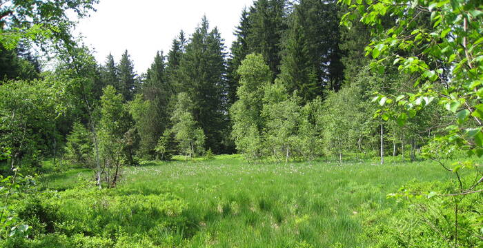 Hochmoorregeneration Vorderwängi, Kaltbrunn