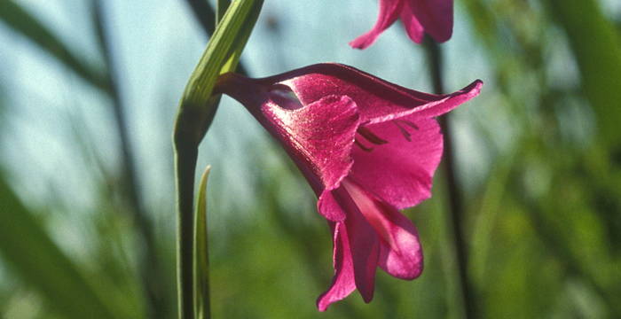 Sumpfgladiole