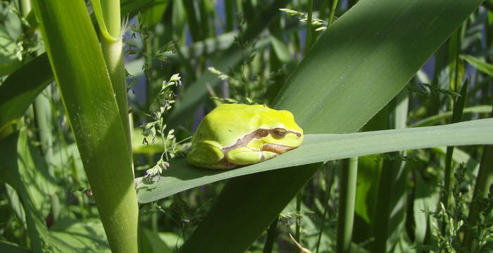 Laubfrosch (cr Antonia Zurbuchen)