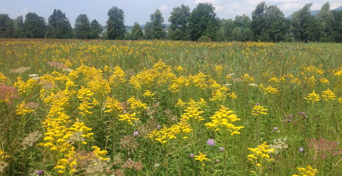 Goldrutenbestand © Pro Natura St. Gallen-Appenzell