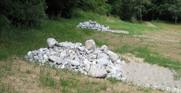 Steinlinsen (cr Pro Natura SGA)