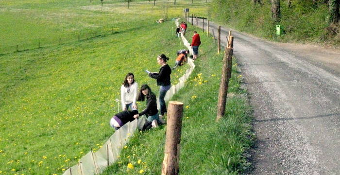 Rückbau_Amphibienzaun