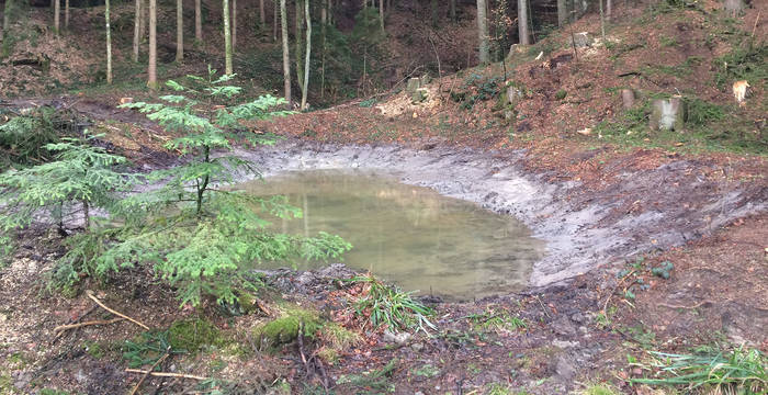 Neuer Weiher im Löchli