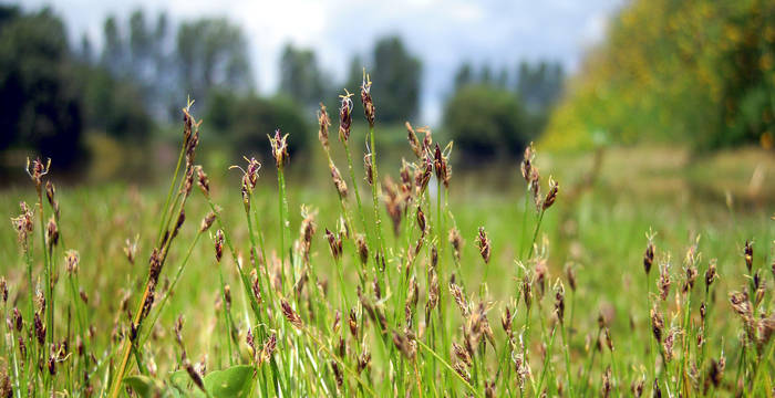 Nadelried (Eleocharis acicularis)