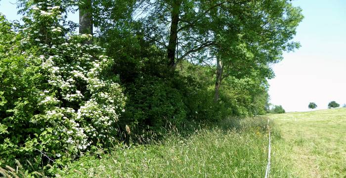 Hecke mit Bäumen