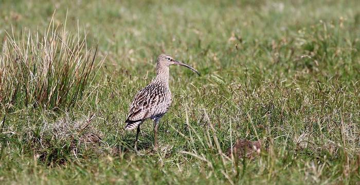 Grosser Brachvogel beim Durchzug