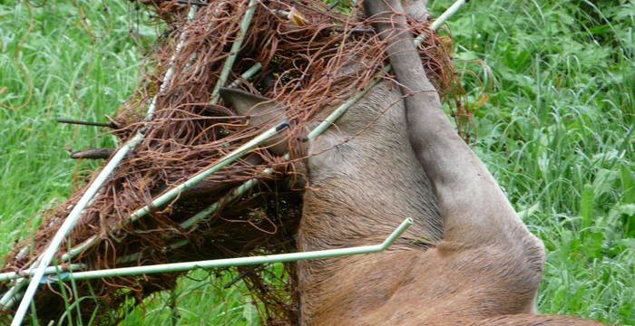 Rothirsch im Weidenetz verfangen