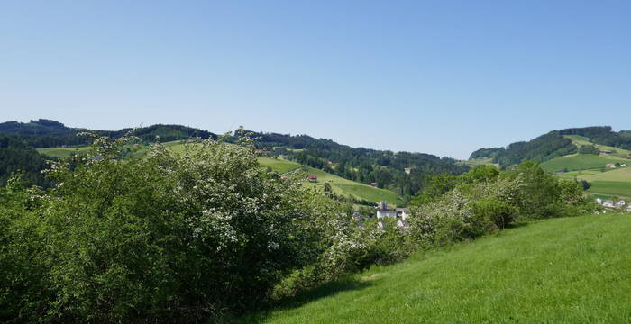 Hecke bei Heiden im Frühlingskleid