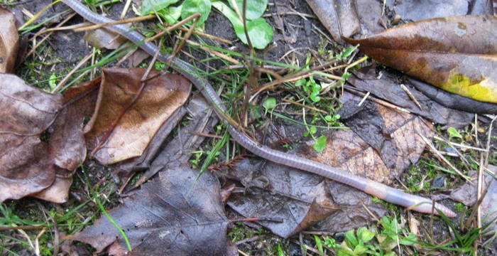 Regenwurm ©Wikimedia commons, Wilhelm Zimmerling