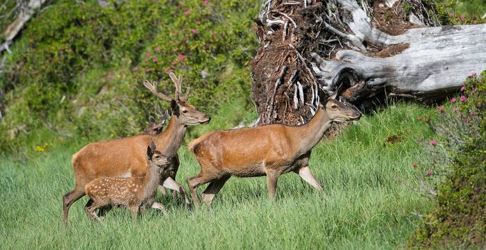 Rothirschfamilie © Pro Natura, Laudo Albrecht