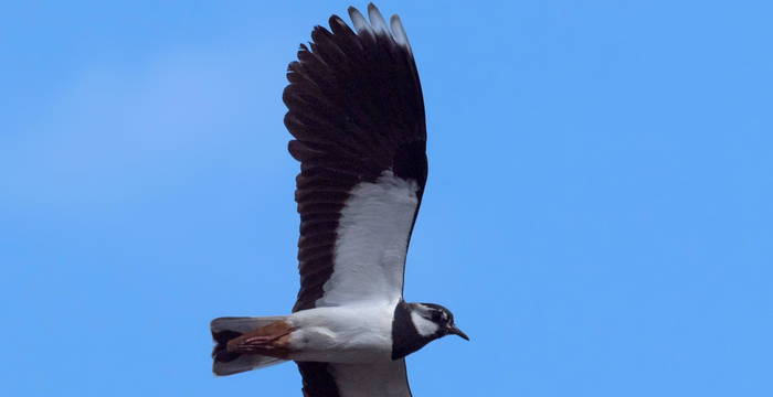 Kiebitz im Flug