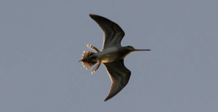 Bekassine © Wikimedia commons, Hobbyfotowiki