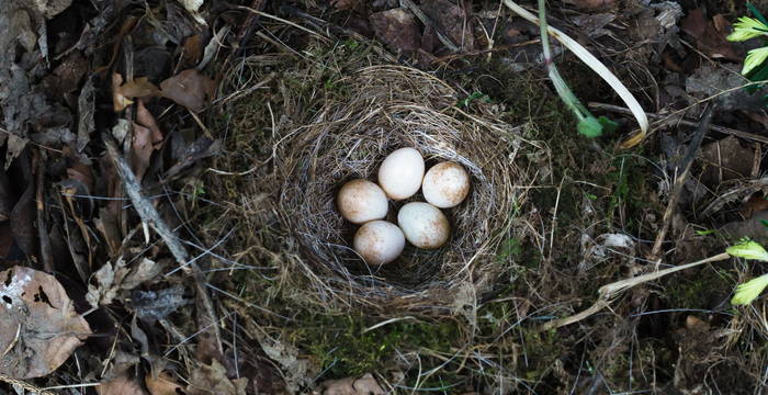 Vogelnest Bodenbrüter © Wikimedia Commons, Neptuul