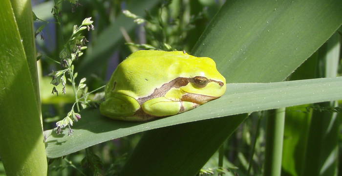 Laubfrosch © Pro Natura SGA