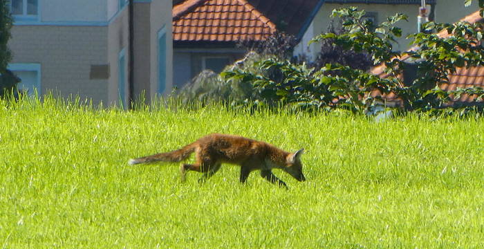 Stadtfuchs Scheitlinsbüchel © Toni Bürgin