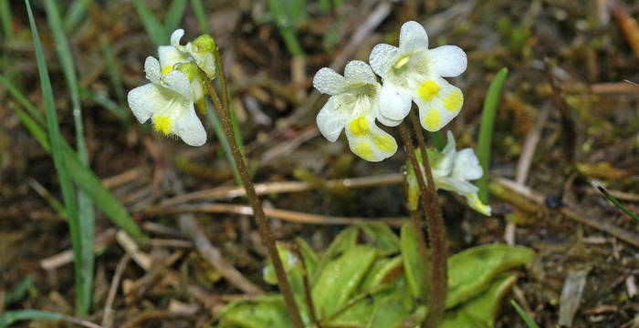 Pinguicula alpina © Walter Dyttrich