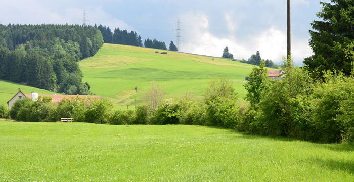 Heckenpflege