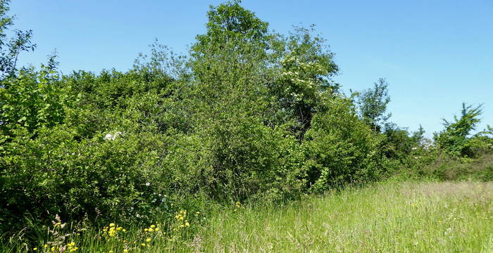 Hecke mit Krautsaum