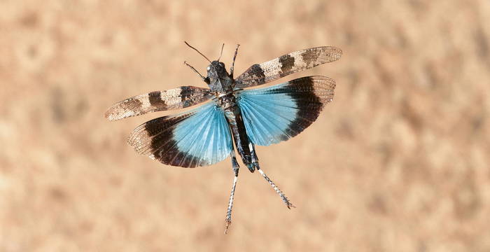 Blauflügelige Ödlandschrecke