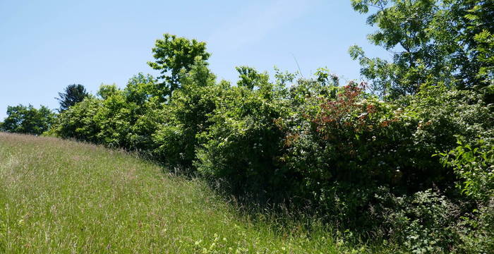 Hecken haben für die Biodiversität eine grosse Bedeutung. Sie sind für vielen Tiere ein idealer Lebensraum.