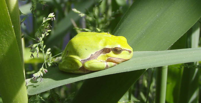 Laubfrosch im Kaltbrunner Riet.