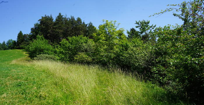 Die schönste Hecke Innerrhodens, gepflegt von Judith und Rolf Bischofberger.