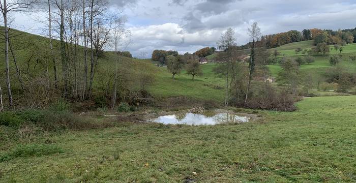 Neu geschaffener Weiher