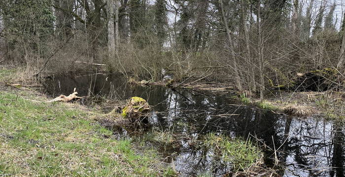 Schutzgebiet Buriet / Buechsee, Thal SG