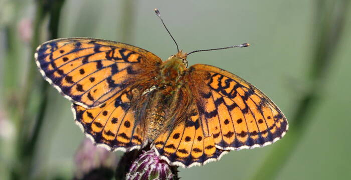 Violetter Silberfalter © Wikimedia Commons, Sharp Photography