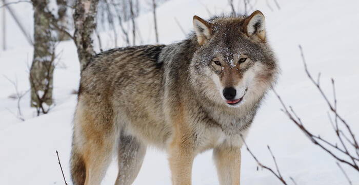 Eurasischer Wolf