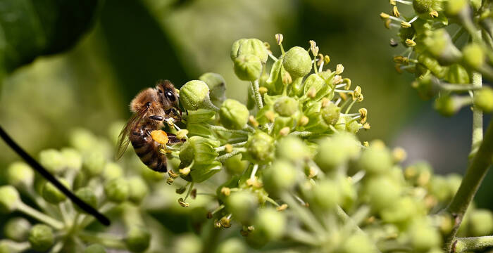 Biene auf Nektarsuche