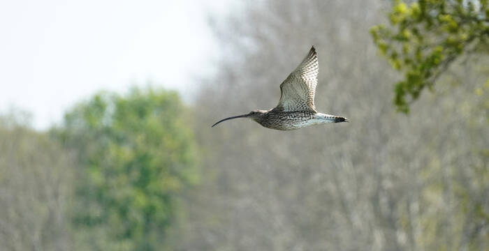Fliegender grosser Brachvogel