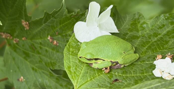Europäischer Laubfrosch auf Blatt