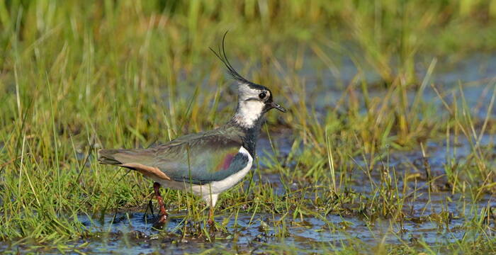 Kiebitz im Moor