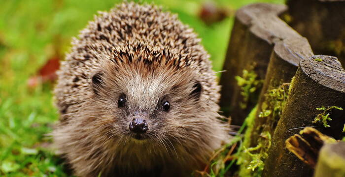 Igel