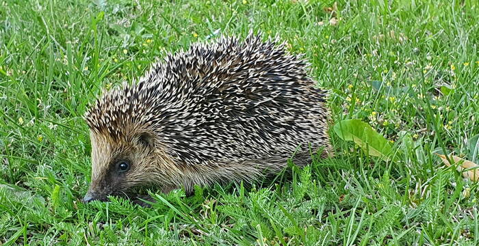 Igel in Wiese
