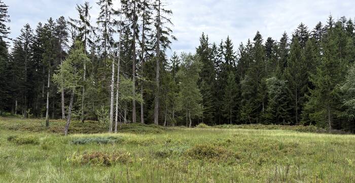 Hochmoor Salomonstempel