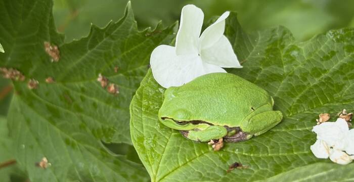 Laubfrosch versteckt auf einem Blatt